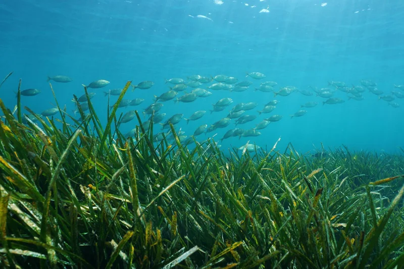 Des dizaines de tonnes de CO2 compensées pour réduire notre empreinte carbone