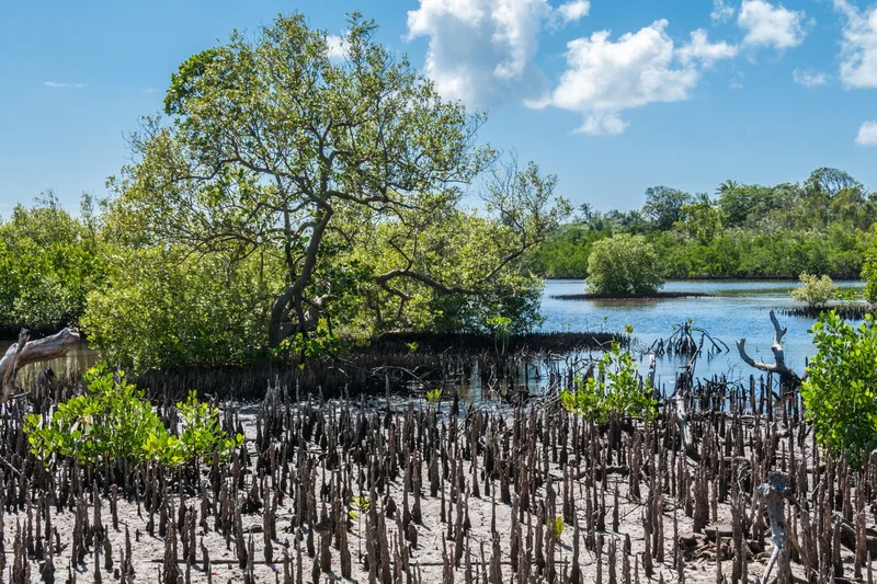 Des milliers d'arbres plantés ou sauvés